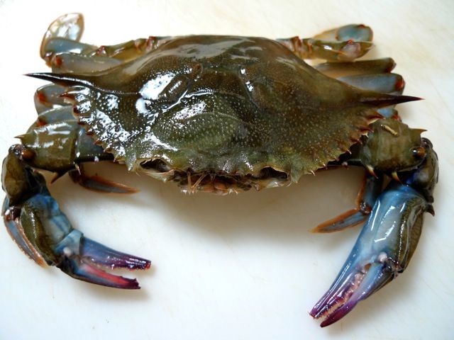 crab