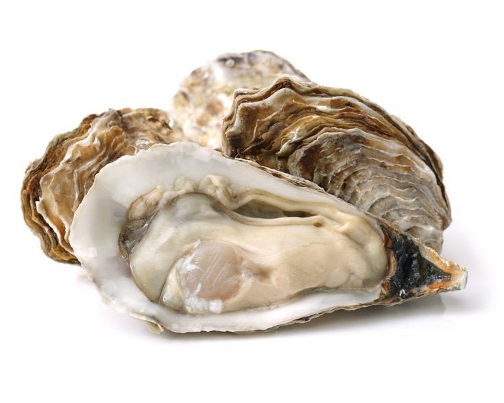 oyster